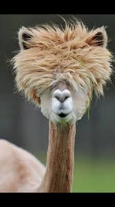 A Bad Hair Day Cute Animals Animals Beautiful Cute Animal Pictures
