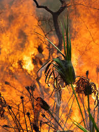 St. Lucie brushfire off Indrio Road now contained