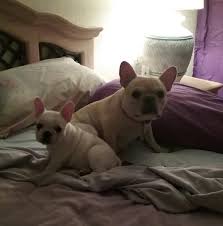Welcome to french bulldog inc. French Bulldog Puppies For Sale Orlando Fl 289622