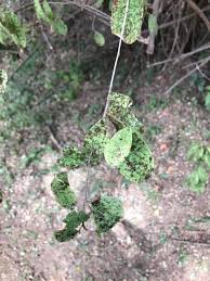 Image result for Chlorophytum stolzii