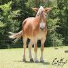 A mule is the offspring of a male donkey (a jack) and a female horse (a mare). 1