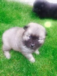 Breeds include poodle, labrador, staffordshire bull terrier and more. Eurasier Puppies For Sale Sacramento Ca 160057