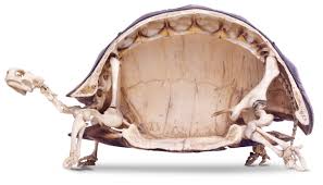 Tortoises Have The Weirdest Looking Skeletons Post Turtle Shell Tortoise Galapagos Tortoise