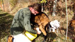 Nutztiere Im Garten Halten Tierparadies Garten