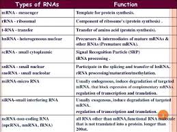 What Are The Differences Between Dna Rna And Mrna Quora