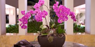 Maybe you would like to learn more about one of these? Pink Orchid Flower Arrangements Novocom Top