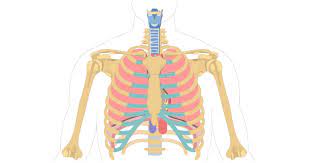 The heart heart is a very important organ which acts as a muscular pump. The Location Size And Shape Of The Heart