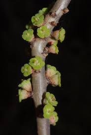 Image result for Euphorbia guerichiana