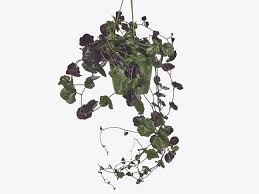 Image result for Senecio greenwayi