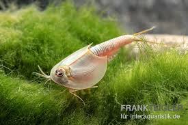 Es lohnt sich, triopse, die kleinen krebse, kennen und beobachten zu lernen. Triops Longicaudatus Set Mit 50 Eier Tiere Triops Feenkrebse Eier