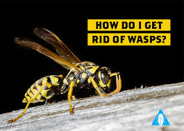 Make sure tostand far enough away before spraying directly at the nest. How Do I Get Rid Of Wasps Northpest Pest Control Specialists Whangarei Northland
