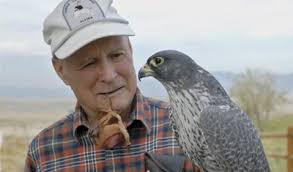Tom J. Cade, Credited with Saving Peregrine Falcons, Dies at Age 91