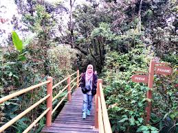 Rm60 viva / rm100 avanza. Ini Blog Nufadeela Percutian Ke Mossy Forest Ladang Teh Sg Palas Cameron Highlands Serta Kellie Castle Perak
