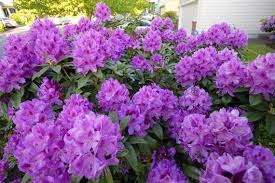 Rozanecznik Anah Kruschke Rhododendron In 2020 Rhododendron Plants