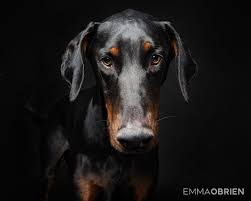 Doberman Dog Studio Portraits Pretoria South Africa Photography By Emma Dog Portrait Photography Doberman Doberman Pinscher Dog
