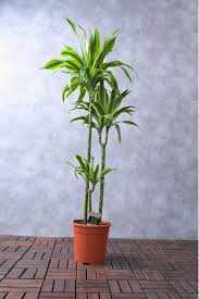Image result for Dracaena fragrans
