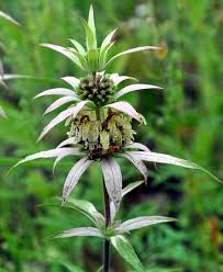 We did not find results for: Weed Or Wildflower 13 Michigan Plants That Aren T So Pretty Mlive Com
