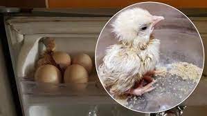Namun sebenarnya berapa lama waktu yang dibutuhkan untuk menetaskan telur ayam yang memberi keuntungan besar bagi pengusaha telur? Ini 5 Kisah Telur Yang Disimpan Dan Tiba Tiba Menetas