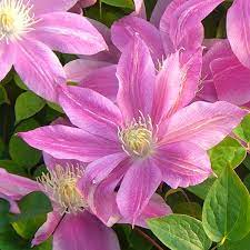 When is the best time prune my clematis? Clematis C W Dowman Clearview Horticultural Products