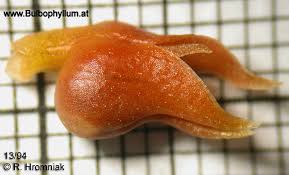 Image result for Stolzia compacta