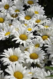 A bright wedding bouquet with daisies, purple and blue flowers and eucalyptus is a bold and super cool idea. Get Daisy May Shasta Daisy In Mi At English Gardens Nurseries Serving Clinton Township Dearborn Heights Eastpointe Royal Oak West Bloomfield And The Plymouth Ann Arbor Michigan Areas