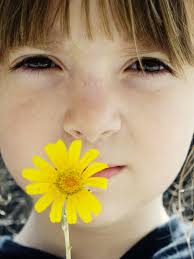5,925 Beautiful Little Yellow Daisy Stock Photos