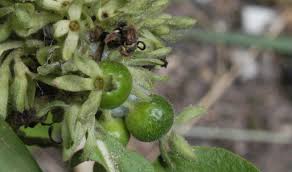 Image result for Pavetta uniflora