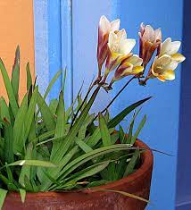 Freesia Leichtlinii Original Freesia Pt Shade Plants Perennial Plants Garden Plants