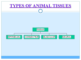 Animal tissue is formed when cells performing same function come together. Animal Tissue Types Of Animal Tissues Epithelial Tissue