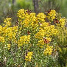 Image result for Solidago