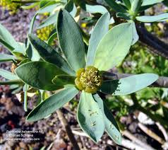 Image result for Euphorbia schimperiana