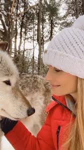 Repost from @wildlifewithaspen • 🐺 The red wolf (Canis rufus) is a unique  species of wolf- not a hybrid- native to the southeastern United States.  They are the most critically endangered canid