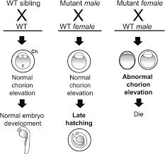 Clients range from small and medium sized business as well as some of the public listed and corporate companies in malaysia. Deep Brain Photoreceptor Val Opsin Gene Knockout Using Crispr Cas Affects Chorion Formation And Embryonic Hatching In The Zebrafish