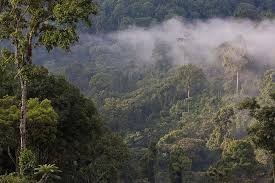 Image result for Malaxis weberbaueriana