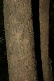 Image result for Garcinia punctata