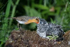 Der kuckuck (cuculus canorus) gehört zur ordnung der kuckucksvögel (cuculiformes) und zur familie der kuckucke (cuculidae). Kuckuck Nest Ruf Jungvogel Bilder Co Plantura