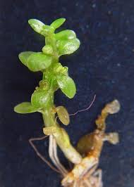 Image result for Elatine