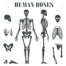 Anatomyzone is the leading resource for simple and concise 3d anatomy tutorials, with over 200 videos and a new range of interactive 3d anatomy models. Human Skeleton With Different Parts Anatomy Of Human Body Wrist Royalty Free Cliparts Vectors And Stock Illustration Image 67104569