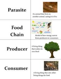 Ecology Vocabulary Activities Vocabulary Activities Ecology Vocabulary