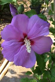 Bunga raya, juga dikenali sebagai bunga sepatu dan kembang sepatu (hibiscus rosasinensis) ialah sejenis tumbuhan berbunga sepanjang tahun dalam genus hibiscus yang sering ditanam sebagai pokok hiasan. Hibiscus Bunga Raya Rose Of Kebun Kecil Tepi Rumah Facebook