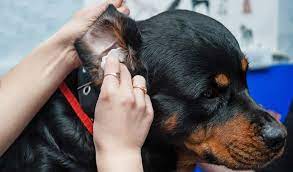 There are some dog ear cleaners you can make at home! How To Make Homemade Dog Ear Cleaner 6 Natural And Simple Recipes