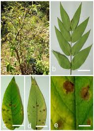 Image result for Woodfordia