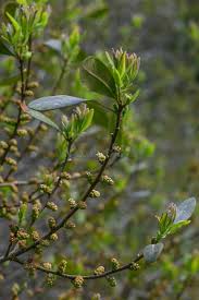 Image result for Myricaceae