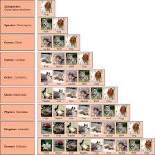 But, they do not all display the same cell organization. 5 1 Introduction To Biodiversity Environmental Biology