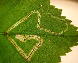 Image result for Stigmella confusella
