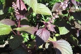It is an annual plant native to southeast asia and indian highlands, and is traditionally grown in the korean peninsula, southern china, japan and india as a crop. Perilla Plant Growing Guide False Coleus Beafsteak Plant