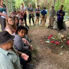 Image result for Oldenlandia verrucitesta