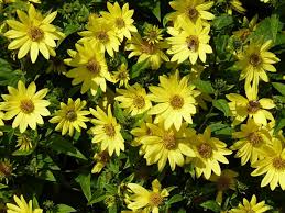 Sonnenblumen Pollinator Plants Plants Sunflower