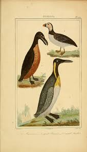 Oeuvres Completes De Buffon Oiseaux Atlas Nature Sketch Scientific Illustration Animal Drawings