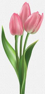 Feti sumaryanti fetixuyan16 pen drawing rose one rose feti. Bunga Tulip Tulip Lukisan Cat Air Fotografi Batang Tanaman Png Pngwing